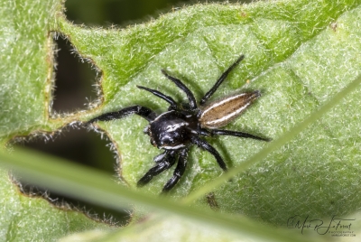 Jumping Spider May 2026